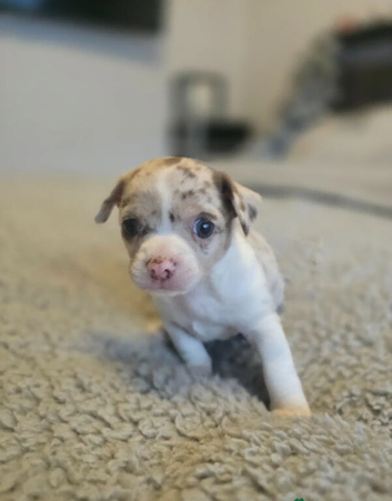 Beautiful mini chihuahuas puppies