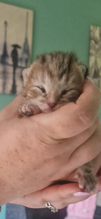 beautiful Bengal Cross Kittens