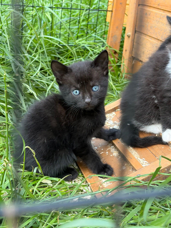Beautiful playful kittens