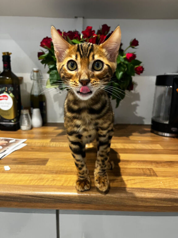 Stunning Bengal Male Kitten - Beautiful Markings & Very Friendly