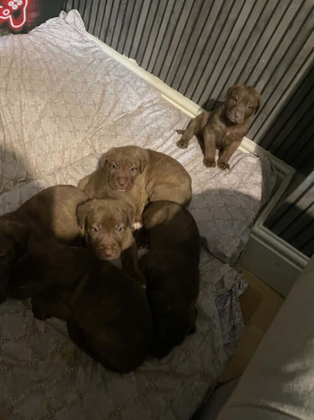 3 male cane corso pups