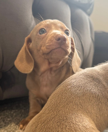 Fully vaccinated Miniature dachshund puppies