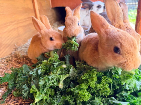 3 baby Rex rabbits
