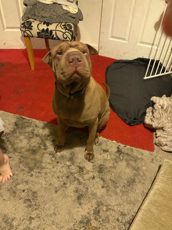 I need to rehome my Shar pei