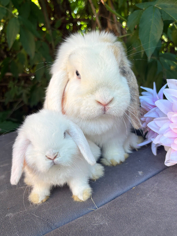 Mini lop male
