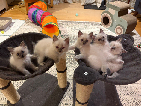 Beautiful blue point Ragdoll kittens