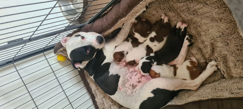 Puppies