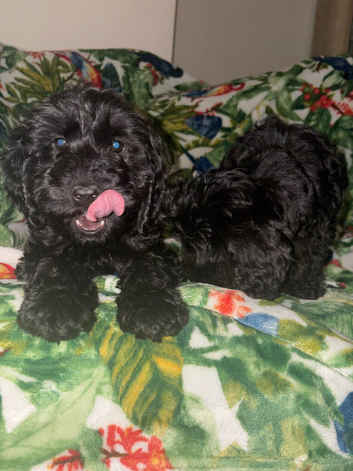 Cockapoo puppies