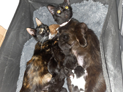 8 kittens, 5 boys, 3 girls