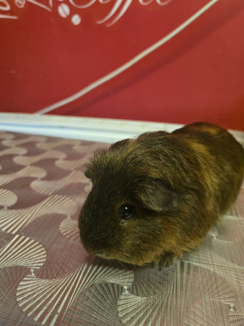 Guinea pig male
