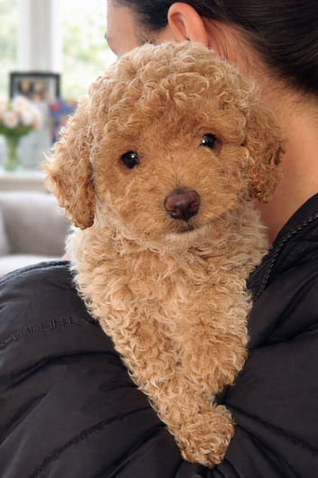 Adorable Champagne Male Cockapoo &ndash; Fully Vet Checked & Ready Now