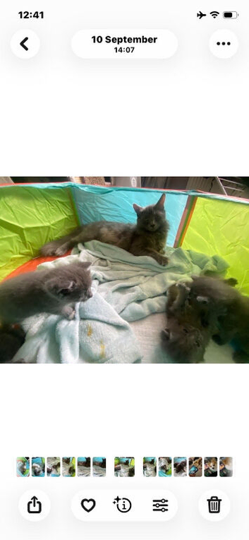 Beautiful blu kittens ready for their forever home