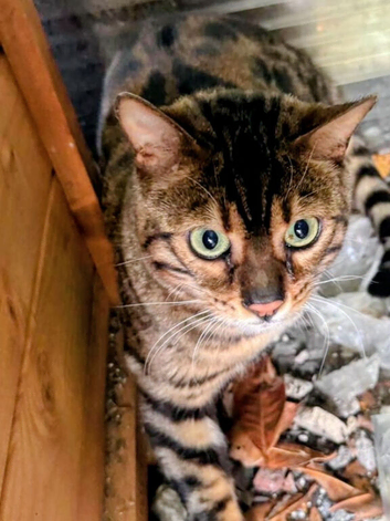 2 Bengal cats