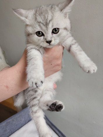 Chinchilla Scottish fold kittens