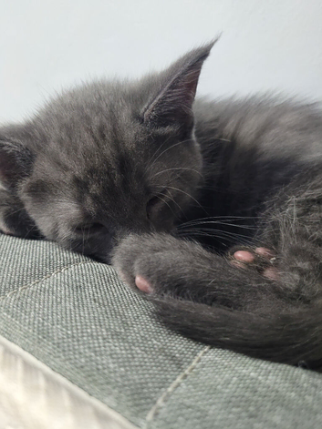 Main coon kittens