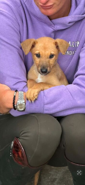 Chester needs a family
