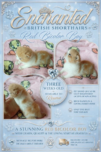 GCCF Registered British Shorthair Kittens