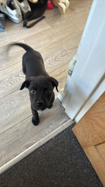 Labrottie 12 week old puppy
