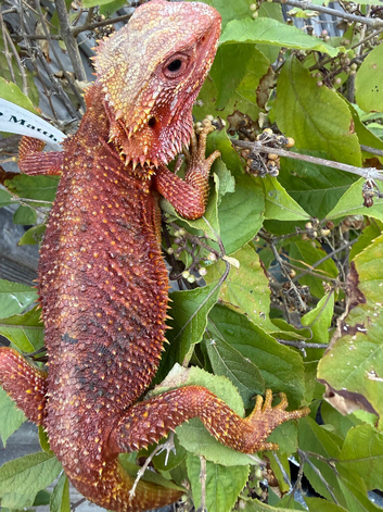 Bearded dragon