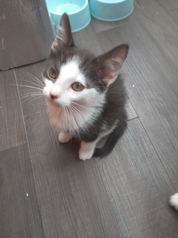 12 week old kitten