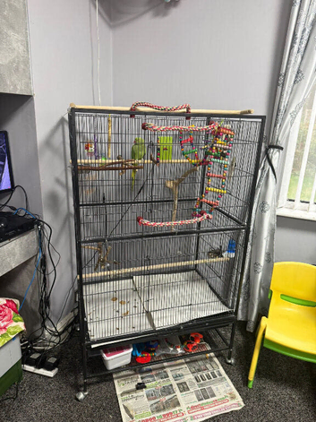indian ringneck home tamed parrot
