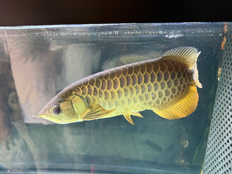 13 inch Super High back Golden Arowana