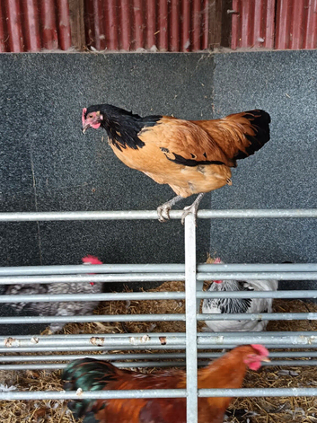Pure bred poultry