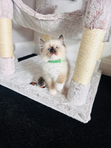 Beautiful Ragdoll Kittens Ready Now.