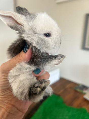 Beautiful pure bred mini lop babies - super temperaments