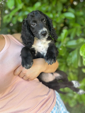 Cockapoo puppy&rsquo;s