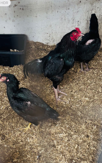 Pure Asil / aseels for sale