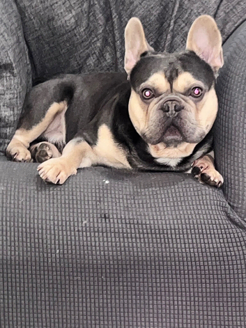 Colour frenchie 3stud agreement excellent temprement 4yrs of age, willing to travel all the uk please whatts app for further details