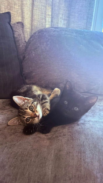 Girl kittens