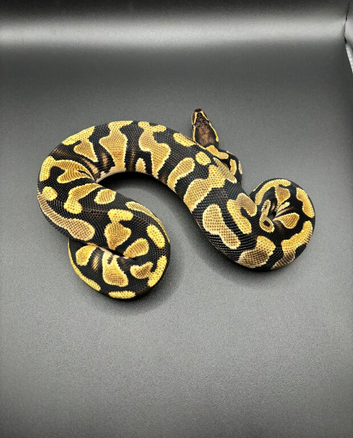 OD DH Sunset Clown 50% Het Pied
