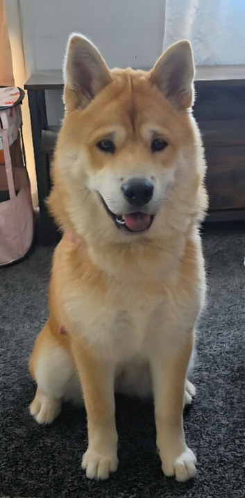 Chow chow cross