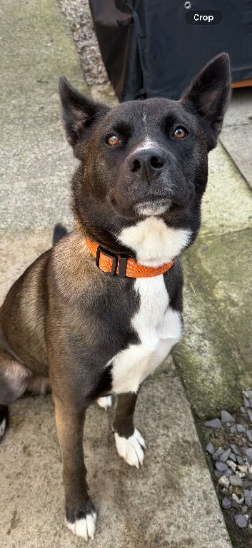 Shepsky 12 month old female