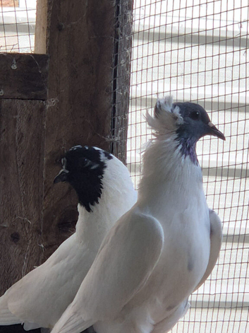 Fancy Pigeons