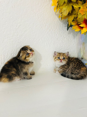 Scottish fold x British shorthair kittens