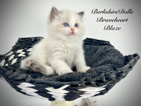 Gorgeous and affectionate ragdoll lapcat kittens