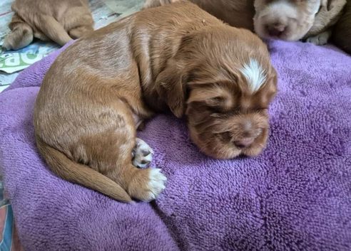 Beautiful cocker spaniels