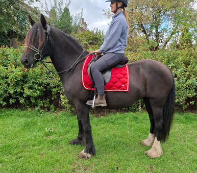 14.2/3 Dales X Fresian rising 5 year old mare