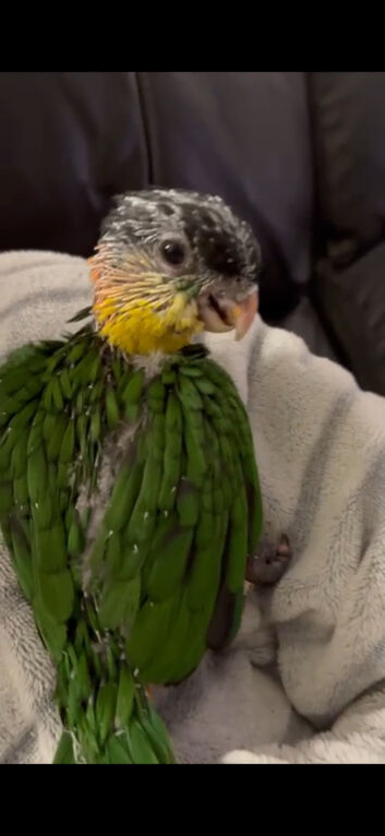 Hand reared Baby Black Headed Caiques.