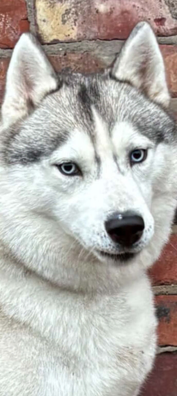 Two year old female husky