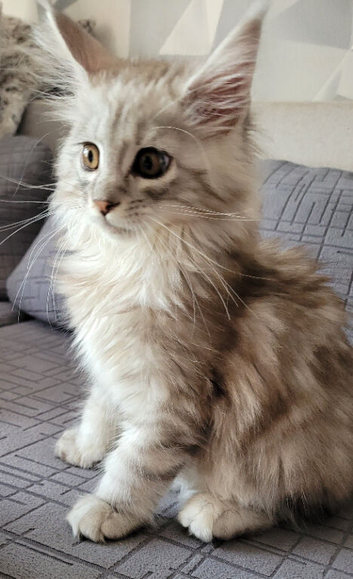Tica registered maine coon kittens