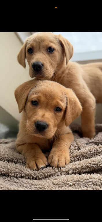 labrador retriever