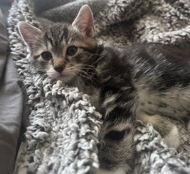 Beautiful kittens looking for forever home