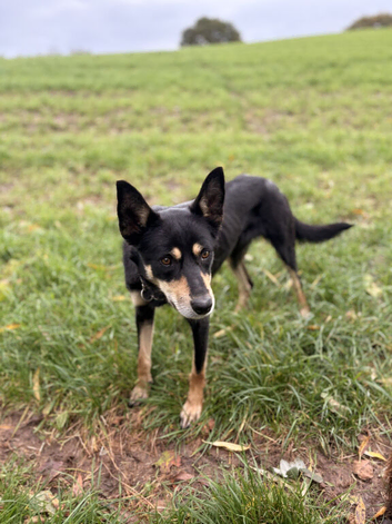 18 month old Kelpie Dog