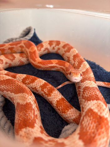Corn snake and enclosure