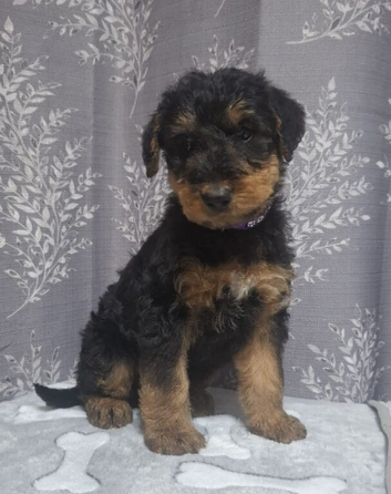 Gorgeous Airedale Litter!