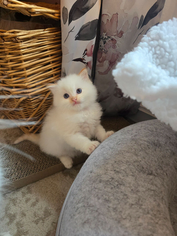 Flame point ragdoll kittens